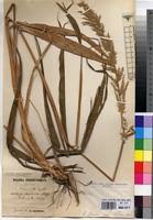 Image result for Setaria poiretiana