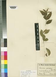 Image result for Combretum celastroides