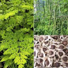 Image result for Moringa oleifera