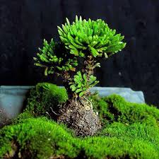 Image result for Selaginella auquieri