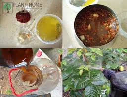 Yaprak Biti Ve Kirmizi Orumcek Dogal Ilac Plant Home Dogal Yaprak Bitki