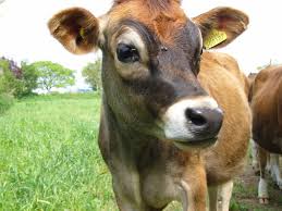 They have the unique biological ability to utilize the energy in feed for milk production, rather than expelling it as waste. Bild Junge Jersey Kuh Zu Trinity Jersey In Trinity Jersey