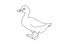 Malvorlagen Vogel Vogel Raubvogel Ente Gans Schwan Ausmalbilder