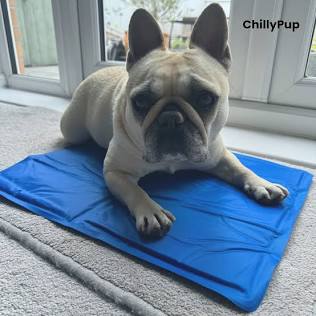 Pressure-activated mats are perfect for smooth indoor floors. (Source: chillypup.co.uk), AI generated