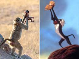 Baboon Holds Baby Just Like Famous Lion King Scene People Com