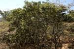 Image result for Brachystegia taxifolia