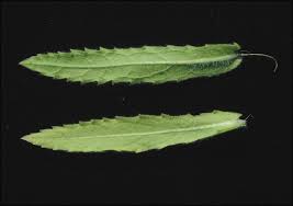 Image result for Sphaeranthus foliosus