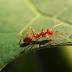 Ant
