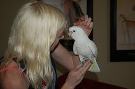 The Classification Of Parrot Species