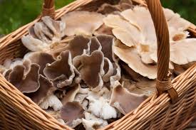 a sure proof guide on how to identify and pick oyster mushrooms