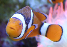 diseases clown fish