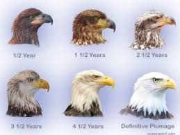 It is extremely unlikely the pair will lay another clutch of eggs this year, officials added. Bald Eagle Eggs Appearance Egg Laying Incubation And Egg Hatching Avian Report