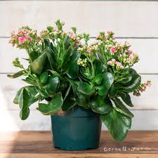 Image result for Kalanchoe blossfeldiana