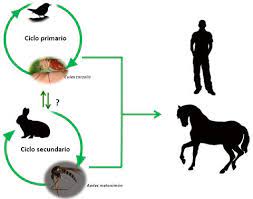 Targeting host responses to invading viruses has been the focus of recent antiviral research. Paho Who Encefalitis Equina Del Oeste