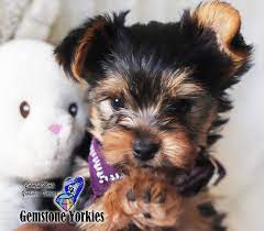 About Different Color Yorkie Coats And Eyes Colorful Yorkies Exotic Yorkshire Terriers Color Genetics Gemstone Yorkies Merle Yorkie Boutique Exotic Rare Yorkies Merle Yorkies Breeder California Teacup Yorkie Puppies For Sale Colorful Yorkie