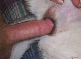 Guy Cums In Dog – Telegraph