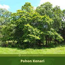 Ciri Ciri Pohon Kenari Bangkal Nauclea Orientalis Di Alam Liar Ciriciripohon Com