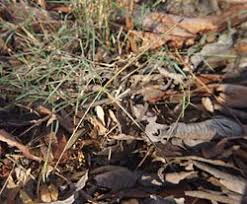 Image result for Enteropogon monostachyos