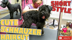 Once you've finished washing your schnauzer, dry its fur using a blow dryer and a towel. Cute Short Schnauzer Haircut Youtube