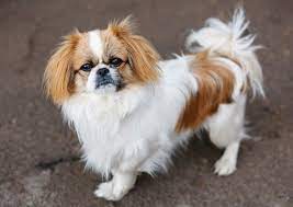 Check spelling or type a new query. Pekinas Pekingese