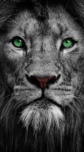 Eye Wallpaper Green 41 Ideas For 2019 Lion Wallpaper Lion Eyes Lion Pictures