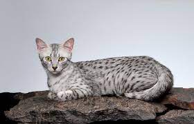 A comparison among the member organisations. Arabian Mau Vs Egyptian Mau