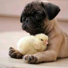 Pin By Janani Sankaran On Avada Kadavra Cute Animals Animals Friendship Baby Animals
