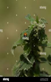 Image result for Scepocarpus trinervis