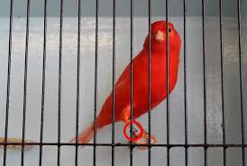 Dan seterusnya dalam buku erek erek burung kolibri biasanya berisi kode alam rentetan kejadian tiap hari. Kode Ring Burung Kenari Dan Ukuran Ring Burung Yang Benar Burungnya Com