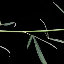 Image result for Crotalaria torrei