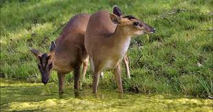 Barking Deer Chinese Muntjac Giraffidae Mammals Animals