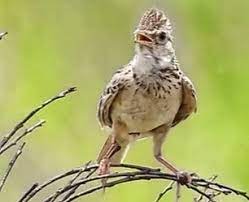 Burung branjangan, burung ideal dengan suara yang bervariasi yang cocok untuk dipelihara di rumah. Burung Branjangan Burung Branjangan Sapan Dari Jawa Barat