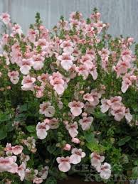 Image result for ostruhatka