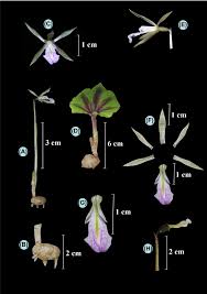 Image result for Nervilia petraea