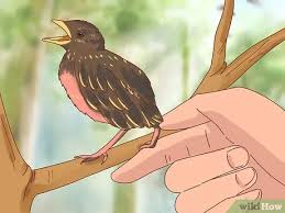 How To Identify Baby Birds 14 Steps With Pictures Wikihow