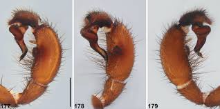 Image result for Digitaria siderograpta