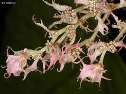 Image result for Macaranga schweinfurthii