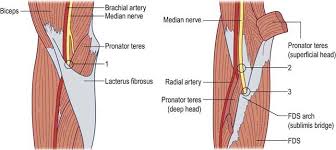 Flexor digitorum profundus has a dual innervation; Proximal Median Neuropathy Neupsy Key