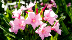 Check spelling or type a new query. Don S Top Six Low Maintenance Plants Burke S Backyard