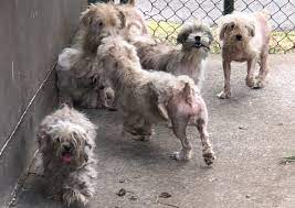 62 survivors find brighter days at north shore animal league america. In 2020 We Continued To Make Advances Against Puppy Mills With New Laws Enforcement And Closures A Humane World