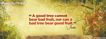 Know a tree by the fruit it bears. Matthew 7 18 A Good Tree Cannot Bear Bad Fruit Facebook Cover Photo My Bible
