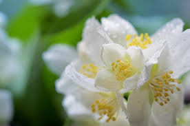 Image result for Jasminum bakeri