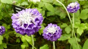 Image result for Primula capitata