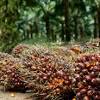Kelapa sawit terdiri daripada dua spesies arecaceae atau famili palma yang digunakan untuk pokok yang matang mempunyai satu batang pokok yang tunggal dan tumbuh sehingga 20 meter tingginya. 1