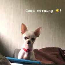 Good Morning Tito Campingdog Chihuahua Chihuahualife Chihuahuasofinstagram French Bulldog Bulldog Good Morning