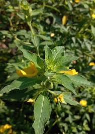 Image result for Ludwigia octovalvis