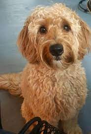 Types And Sizes Walden S Golden Doodles