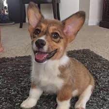 She is estimated to be 8 years old and is listed as a border collie/corgi mix. Pembroke Welsh Corgi Puppies For Sale Best Prices Online