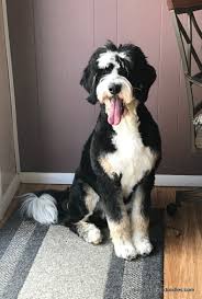 This list is updated regularly as puppies are reserved. Molly S Darling Doodles Bernedoodles