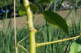 Image result for Erythrina crista-galli
